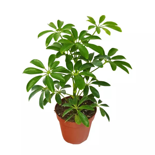 Schefflera Arboricola Mini 'Umbrella Plant'