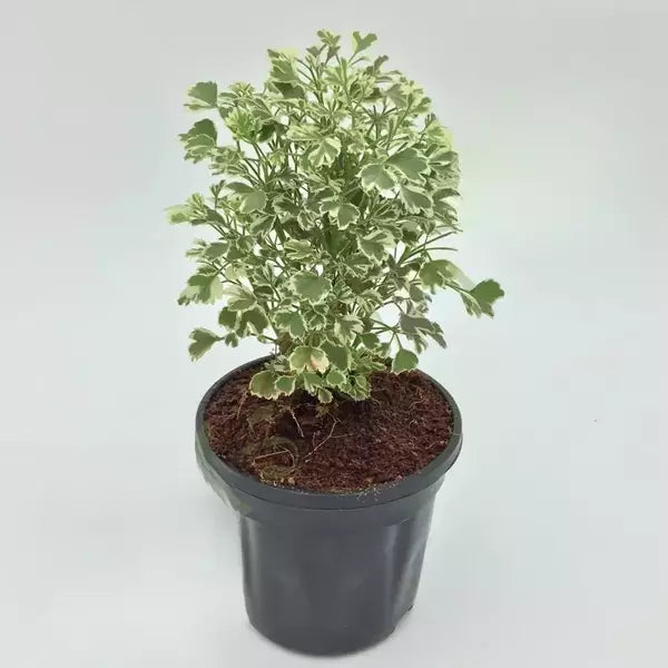 Aralia Miniature Variegated Plant