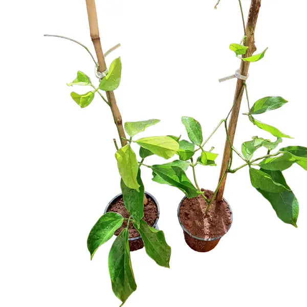 Blue Jade Vine (Strongylodon Macrobotrys)