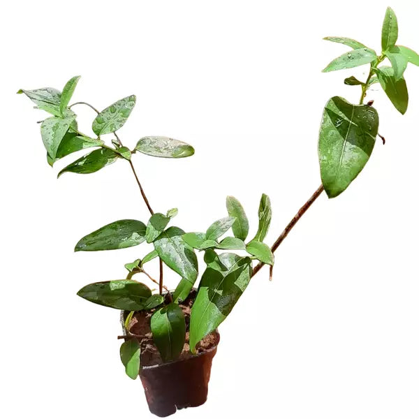 Honeysuckle Vine 'Scentsation'