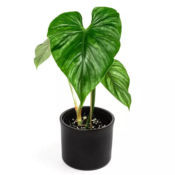Philodendron Plowmanii ‘Black face’