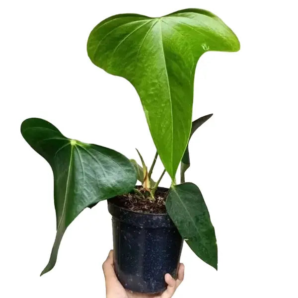 Anthurium Subsignatum - Rare