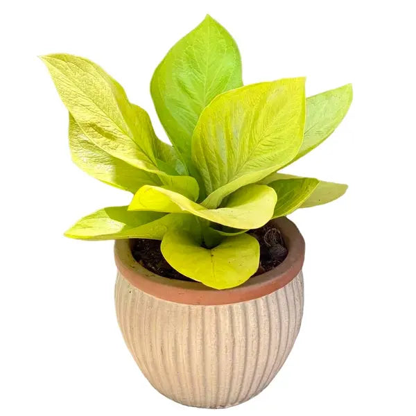 Anthurium jenmanii 'Golden'