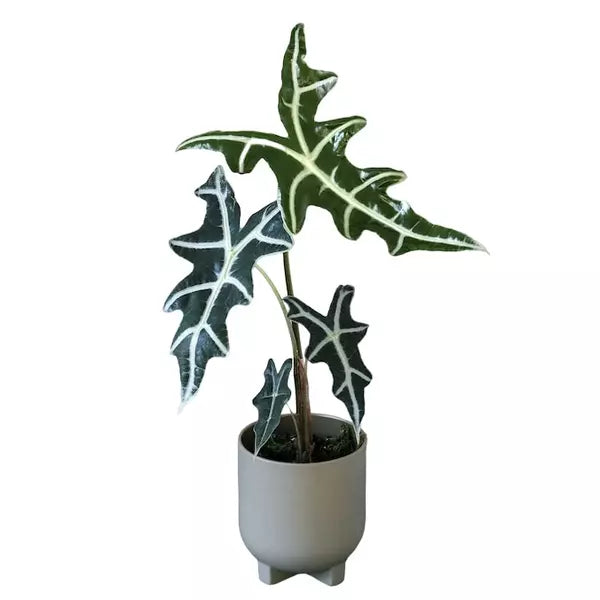 Alocasia ‘Nobilis’ - Rare