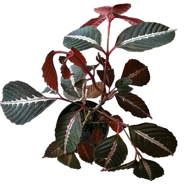 Leea Amabilis - Rare