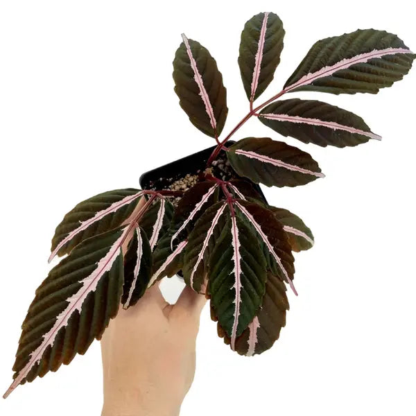 Leea Amabilis - Rare