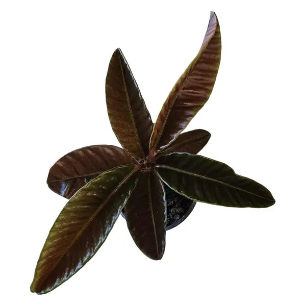 Labisia PENTAGONIA WENDLANDII