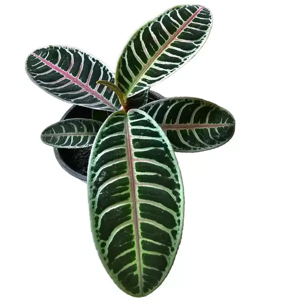 Labisia sp. Riau ‘Pink’