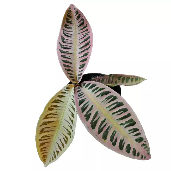 Labisia sp. Jambi Pink Live Plant