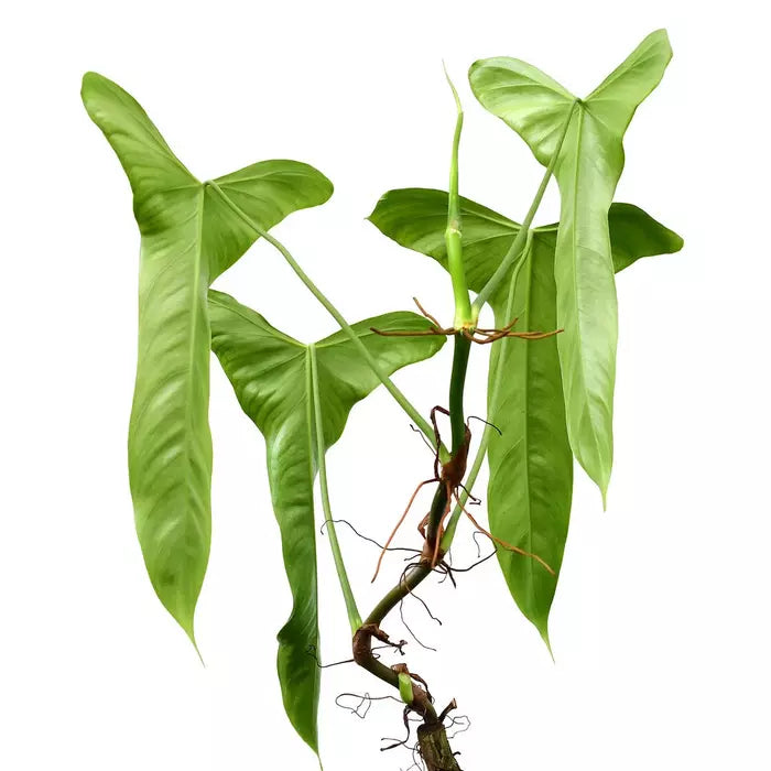 Philodendron Balaoanum - Rare