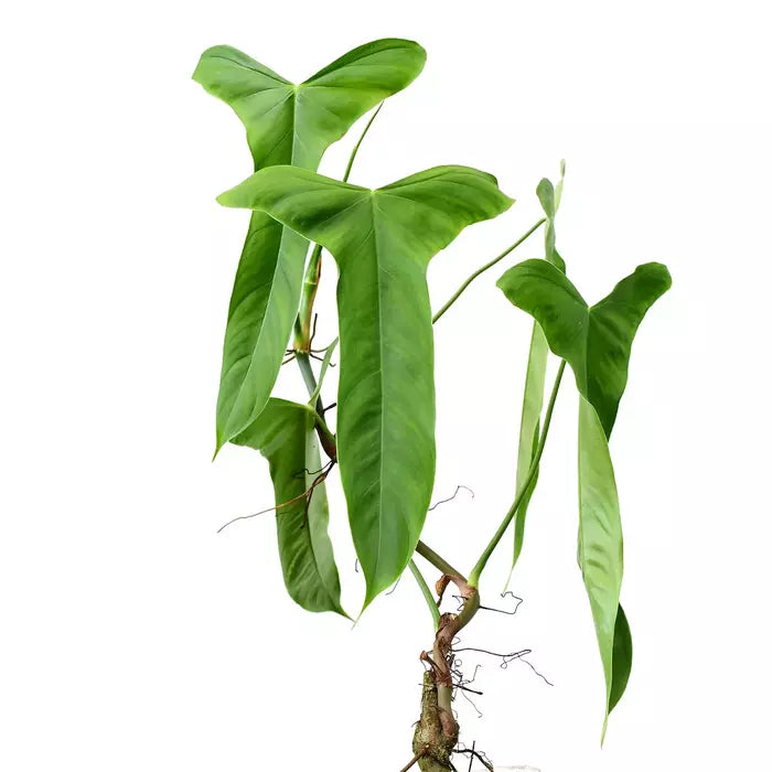 Philodendron Balaoanum - Rare