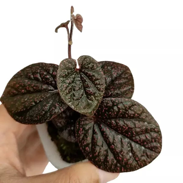 Piper sp. Papua Pink spot - Rare
