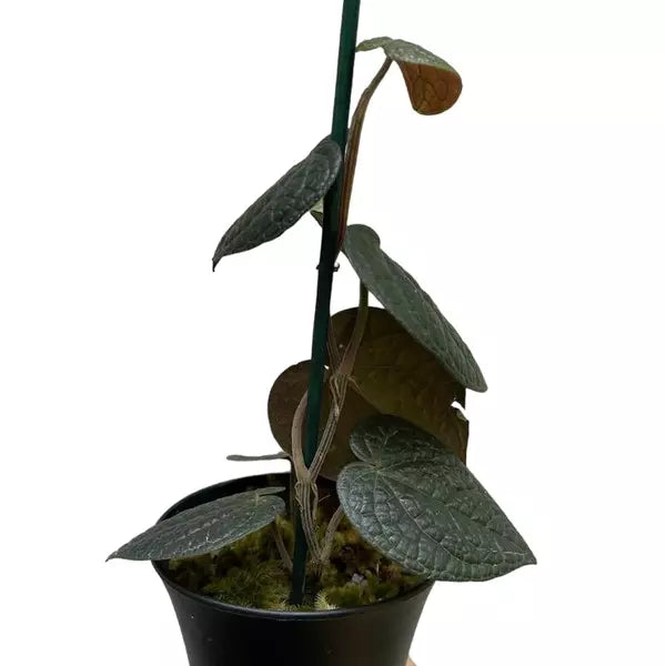 Piper sp. Papua (Black Piper) - Rare