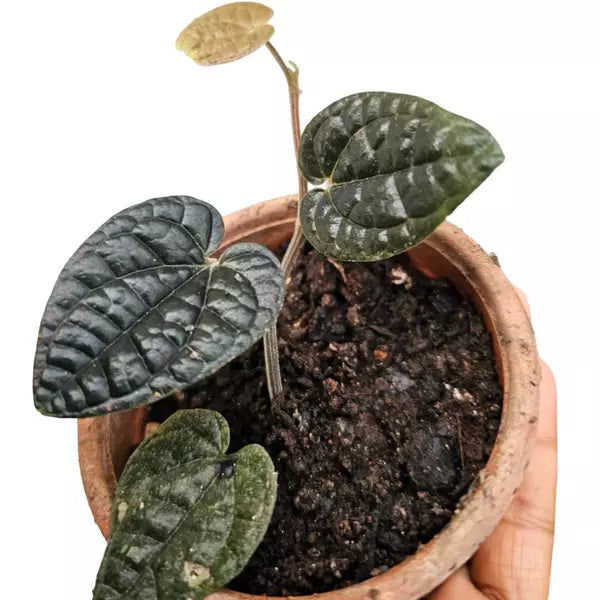 Piper sp. Papua (Black Piper) - Rare