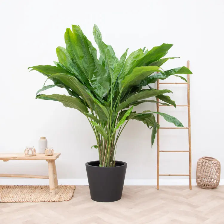 Split-Leaf Cyclanthus/ Cyclanthus Bipartitus - Rare