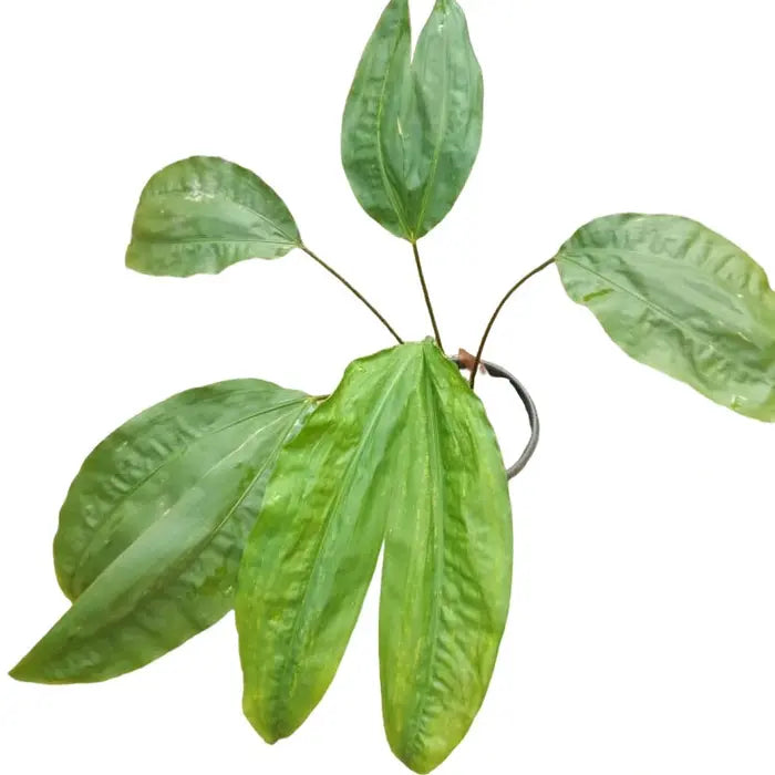 Split-Leaf Cyclanthus/ Cyclanthus Bipartitus - Rare