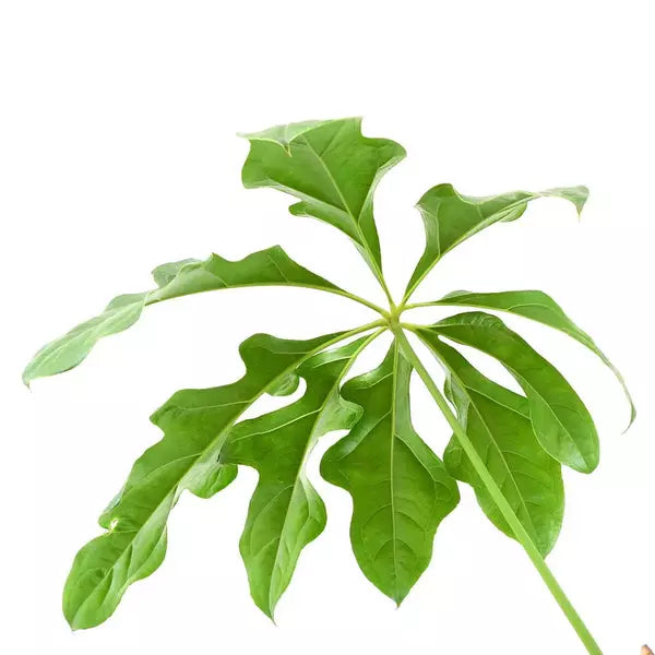 ANTHURIUM CLAVIGERUM -Rare