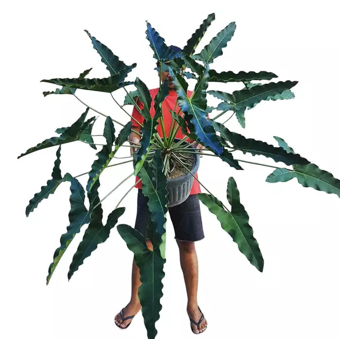 Philodendron THAUMATOPHYLLUM STENOLOBUM - Rare