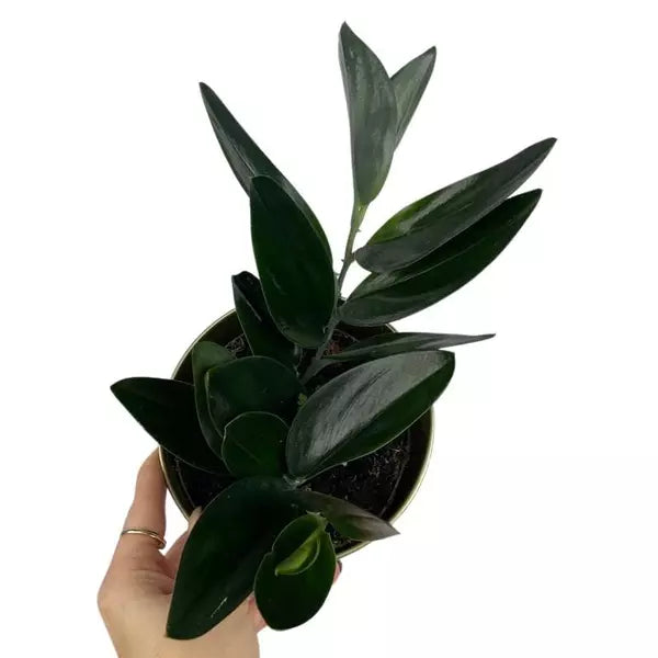 Scindapsus Moonlight Treubii Dark Form