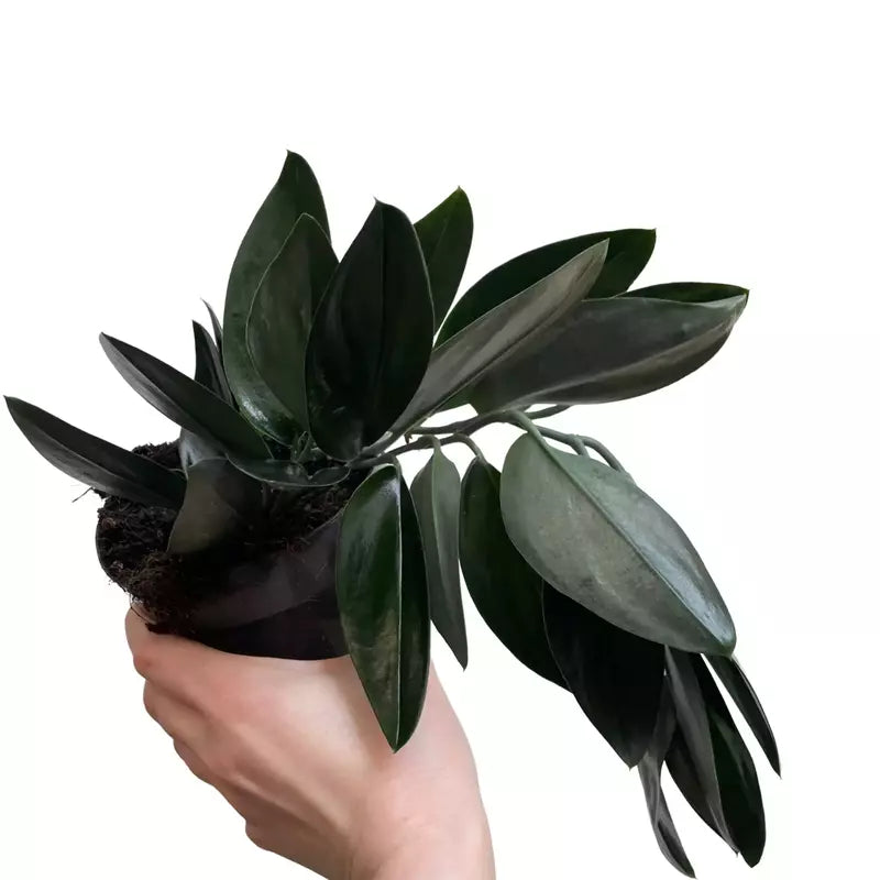 Scindapsus Moonlight Treubii Dark Form