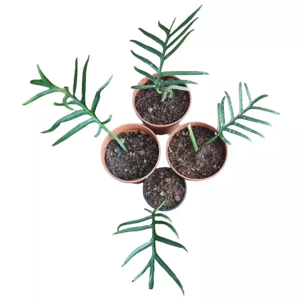 Philodendron Tortum- Rare