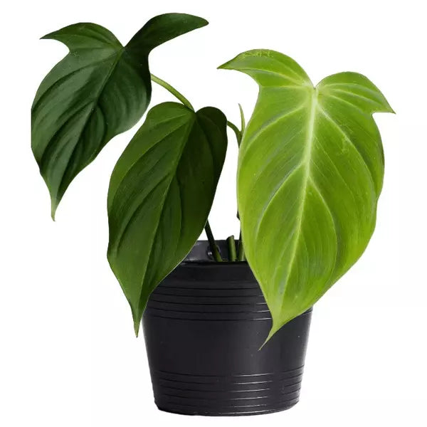 Philodendron Camposportoanum - Rare