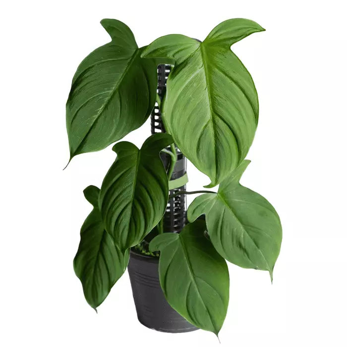 Philodendron camposportoanum