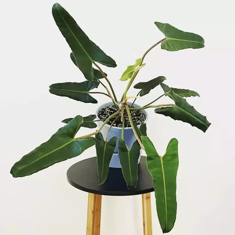 Philodendron Atabapoense - Rare