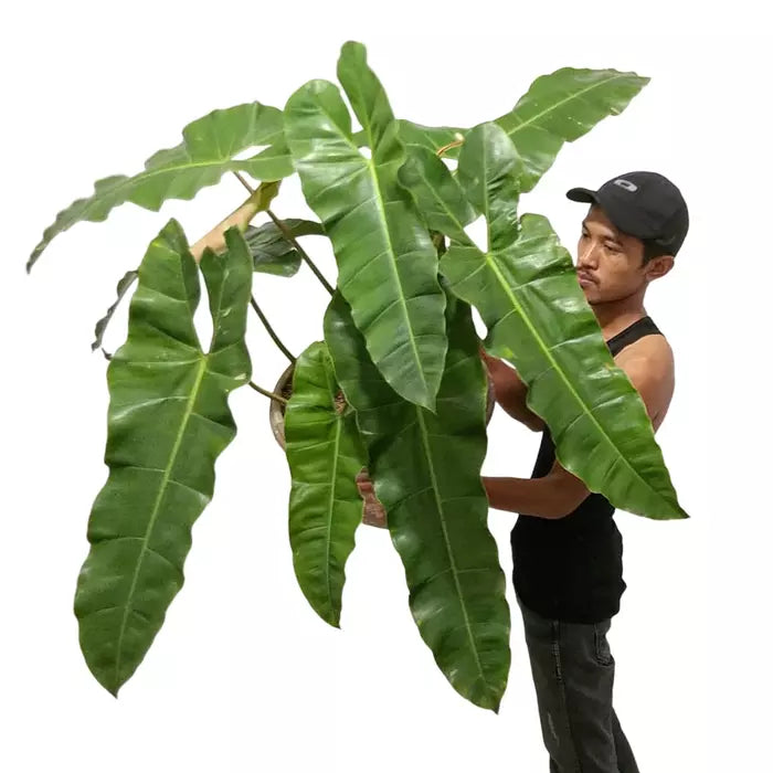 Philodendron Atabapoense - Rare