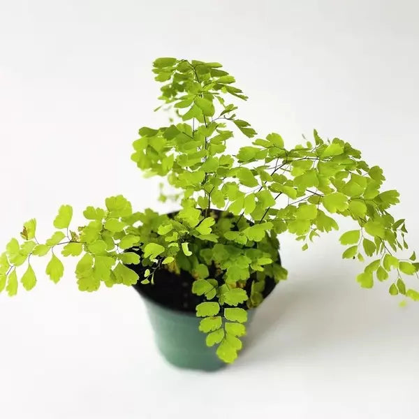 Maiden Hair Fern