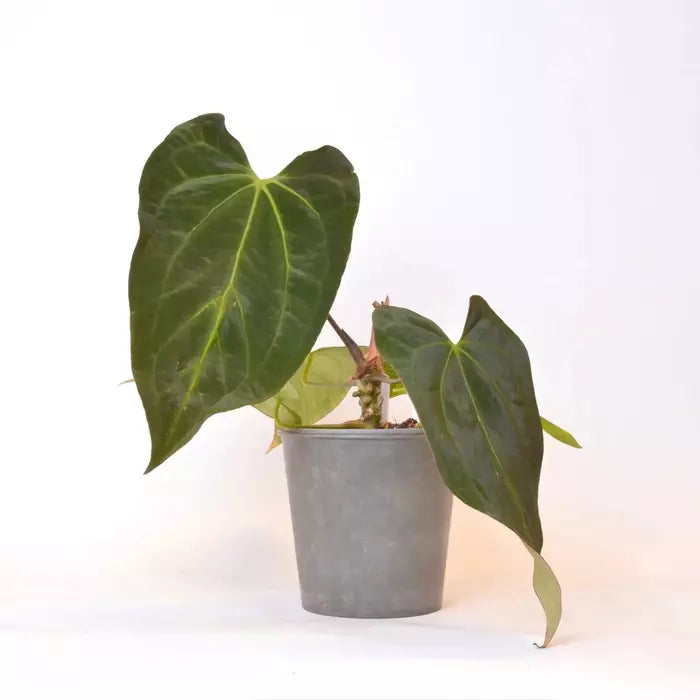 Anthurium Papillilaminum- Rare