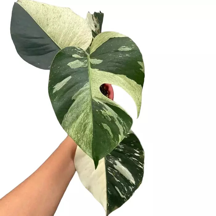 Monstera Deliciosa Mint Variegated - Very Rare