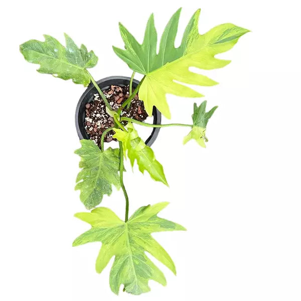 Philodendron Radiatum Variegated - Rare
