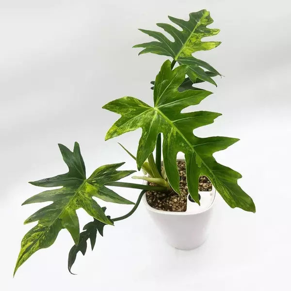 Philodendron Radiatum Variegated - Rare