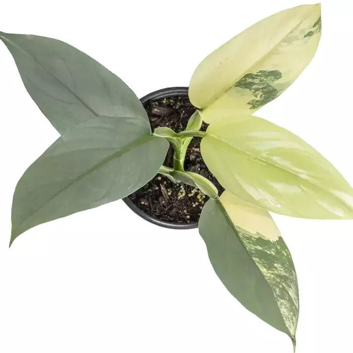 PHILODENDRON SILVER SWORD VARIEGATED - Rare
