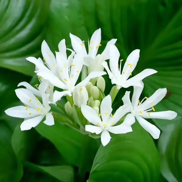 PROIPHYS AMBOINENSIS, Cardwell Lily, Northern Christmas Lily