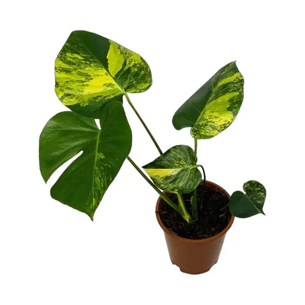 MONSTERA AUREA VARIEGATED, MARMORATA, Borsigiana - Rare