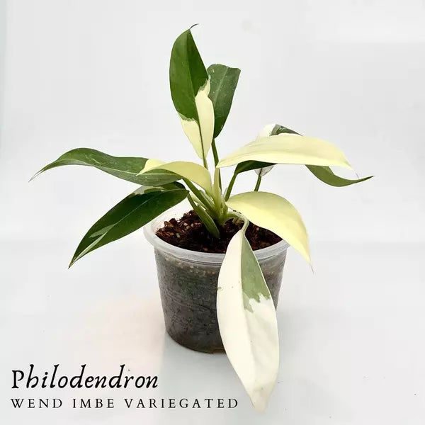Philodendron Wend Imbe Variegated- Very Rare