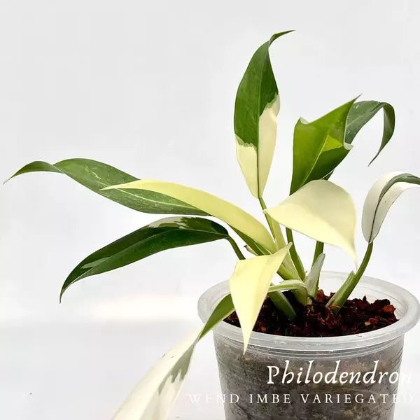 Philodendron Wend Imbe Variegated- Very Rare