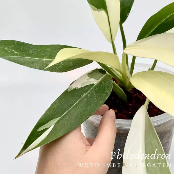 Philodendron Wend Imbe Variegated- Very Rare