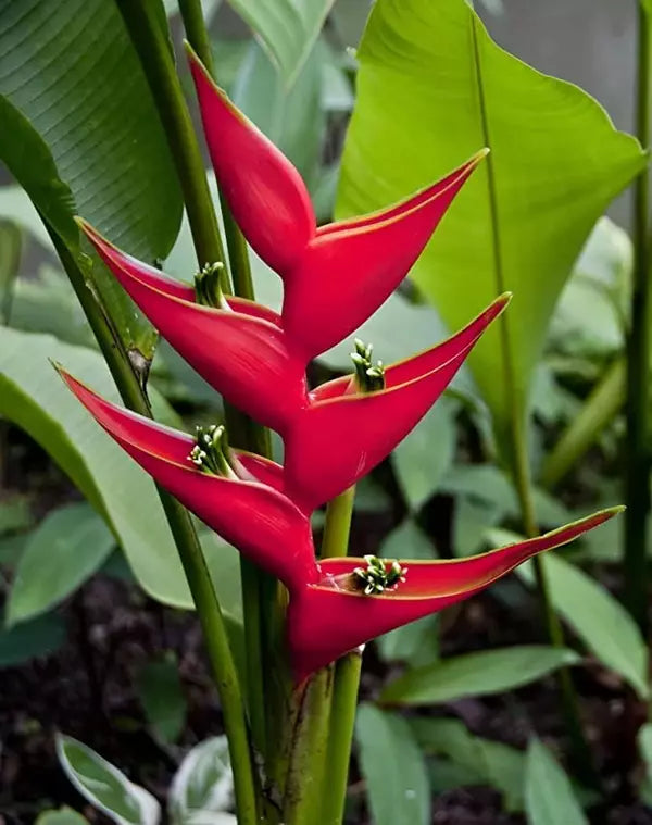 Heliconia Iris Red- Rhizomes