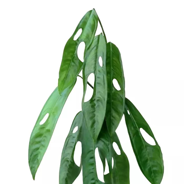 Monstera Obliqua “Amazonica - Rare