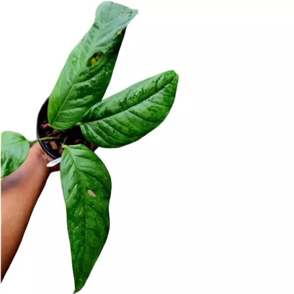 Monstera Obliqua “Amazonica - Rare