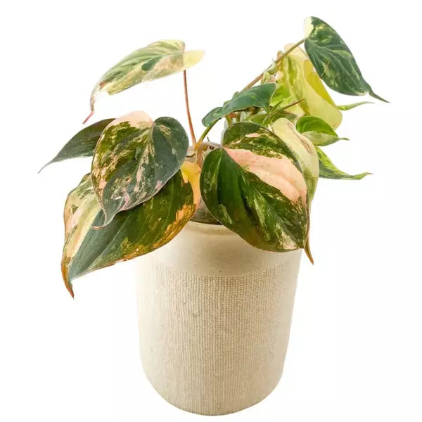 Philodendron Micans ‘Aurea' Variegated - Rare