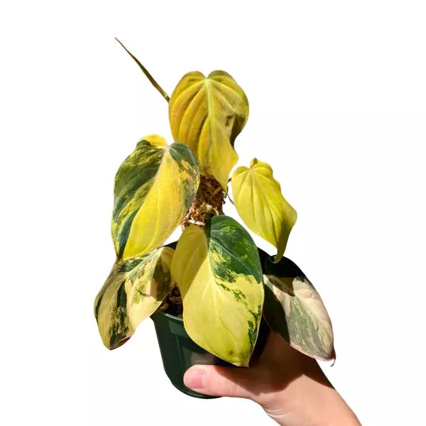 Philodendron Micans ‘Aurea' Variegated - Rare