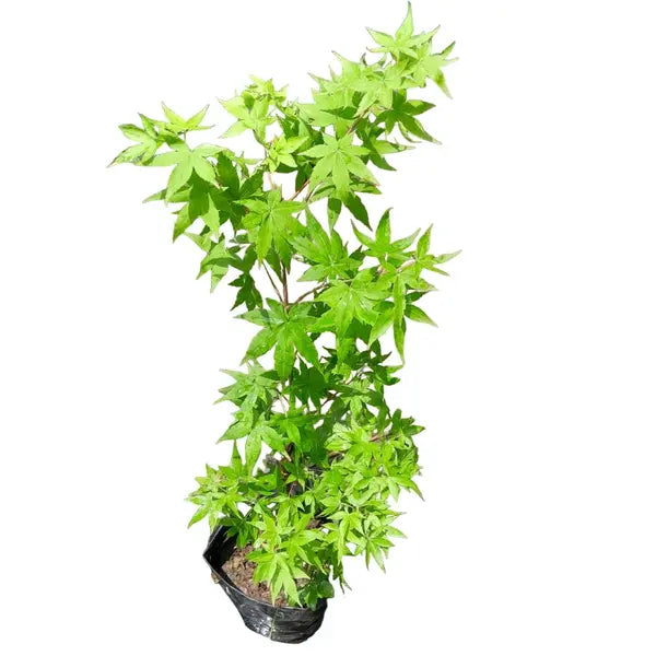 Japan Green Maple (Acer Palmatum)- Rare