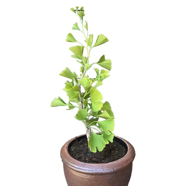 Ginkgo Biloba- Rare