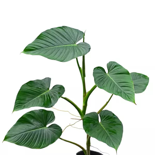 Philodendron Rubrocinctum- Rare