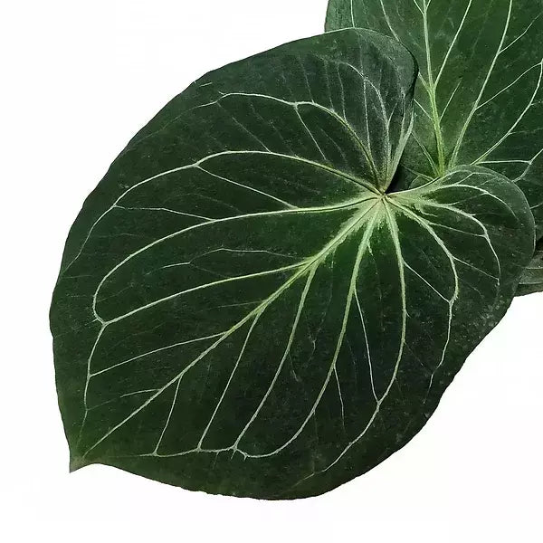 Anthurium 'King of Spades' – Anthurium hybrid – Rare Velvet Foliage Plant – 6-inch Nursery Pot – Foliages India