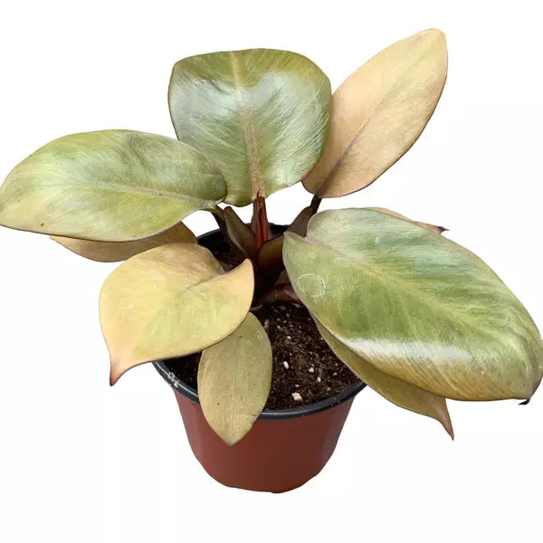 Philodendron Gold Cardinal- Rare